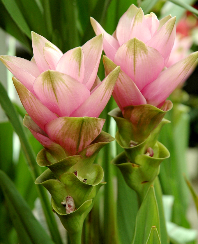 Scutellaria Baicalensis