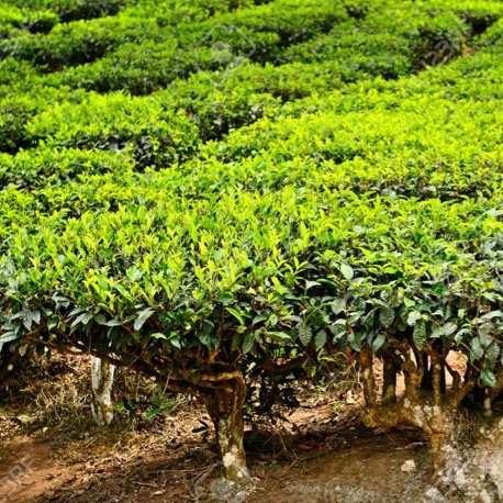 Green tea farm - natural antioxidants