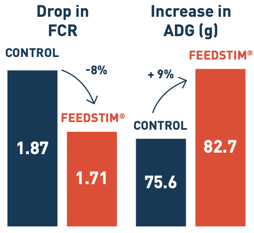 Improvement of zootechnical performance with ThermoPoultry